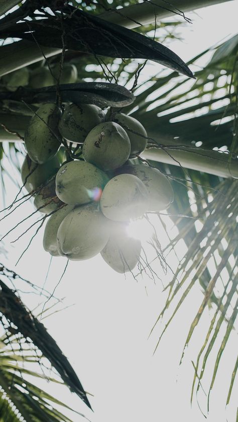 Kerala Coconut Tree, Coconut Tree Aesthetic, Egirl Photos Ideas, Instagram Food Pictures, Tree Aesthetic, Friends Sketch, Bob Marley Art, Instagram Design Creative, Blur Photography