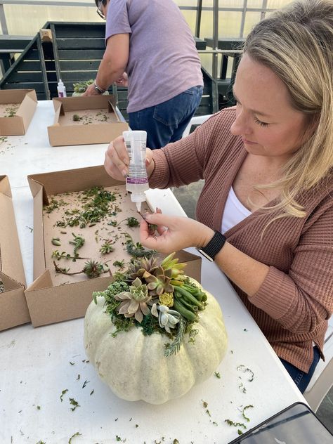 Grab your friends and sign up for our Succulent Pumpkin workshop--while spots are available! This unique hands-on class is always a fun time, and you will learn so much about the care and propagation of succulents too! Check out our fall line up in our bio, or comment with a 🍂 and we will DM a link! Succulent Pumpkin, Fun Time, Healthy Plants, Happy People, And Sign, Hands On, Good Times, Succulent, Sign Up