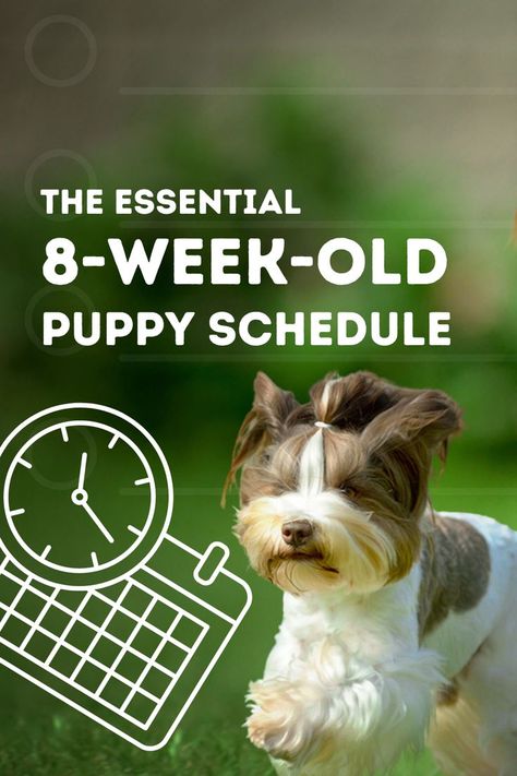 Crate Training Puppy Schedule, Puppy Feeding Schedule, Perfect Schedule, Potty Training Schedule, Feeding Puppy, Puppy Training Guide, Puppy Schedule, Puppy Training Schedule, New Puppy Checklist