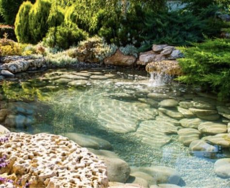 Diy Pools, Small Backyard Ponds, Ideas De Piscina, Floating Pond Plants, Swimming Pool Pond, Building A Pond, Natural Swimming Ponds, Garden Pond Design, Backyard Pond