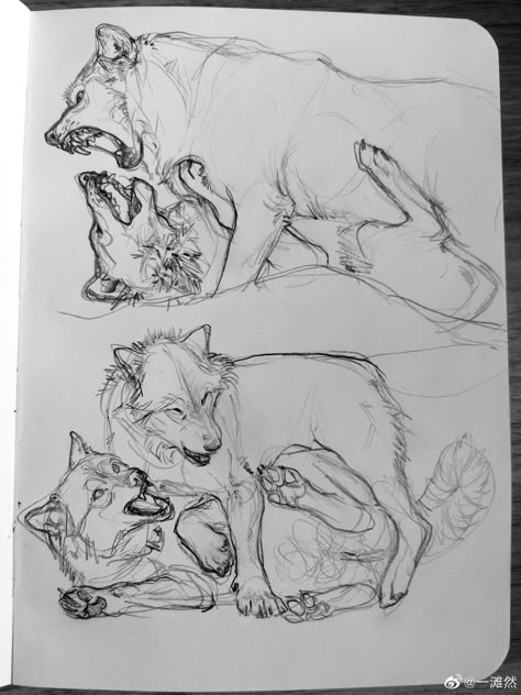 Wolf Feet Drawing, Wolf Biting Drawing, Dog Growling Drawing, Sketches Of Wolves, Wolf Snarling Drawing, Two Wolves Drawing, Snarling Wolf Drawing, Dire Wolf Drawing, Dog Lying Down Drawing