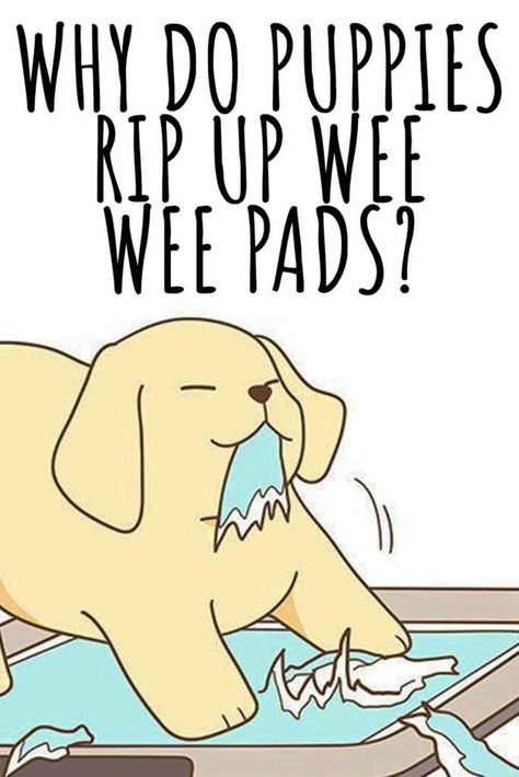 Why Do Puppies Rip Up Wee Wee Pads? And What Can I Do About It! Wee Wee Pad Ideas, Cute Labrador Puppies, Puppy Potty Training, Wee Wee, Labrador Art, Potty Pads, Shih Poo, Potty Training Puppy, Puppy Pads