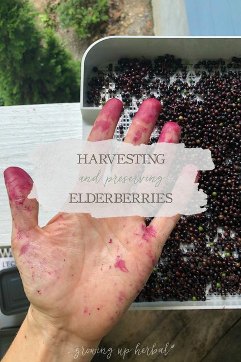 Harvesting & Preserving Elderberries Preserving Elderberries, Harvesting Elderberries, Living Seasonally, Elderberry Growing, Green Witch Aesthetic, Elderberry Bush, Witch Herbs, Mountain Rose Herbs, Herbal Salves