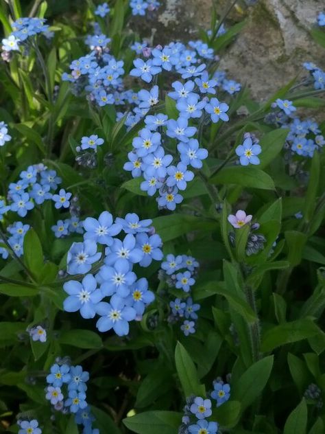 "Forget me nots"I just love them. They are truly one of my favorite flowers. Miss Me Not Flowers, Forget Ne Nots, Forget Me Nots, Forget Me Not Flowers, Diy Wedding Cake Stand, Gardenia Bouquet, Flowers Name List, Blue Garden, Plant Aesthetic