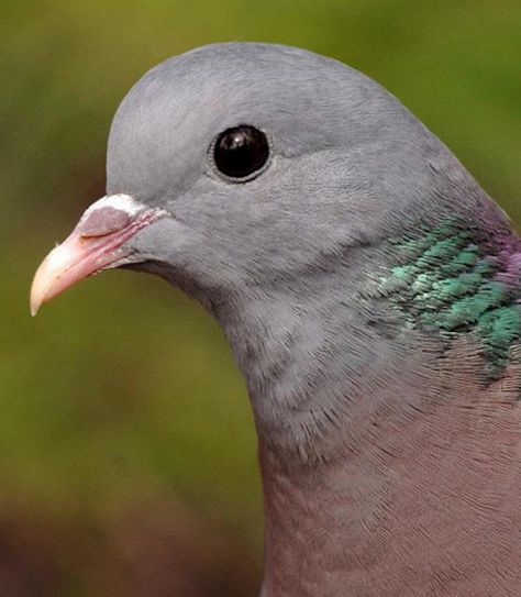 Stock Dove (Columba oenas). Birds Reference, Stock Dove, Dove Pigeon, Dove Bird, Peace Dove, Amazing Pictures, Exotic Birds, Worcester, Bird Watching