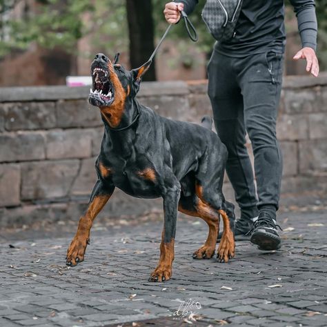 Doberman Guard Dog, Doberman Snarling, Doberman And Rottweiler, Doberman Barking, Angry Doberman, Rottweiler Pictures, Scary Dog, European Doberman, Fit Dogs