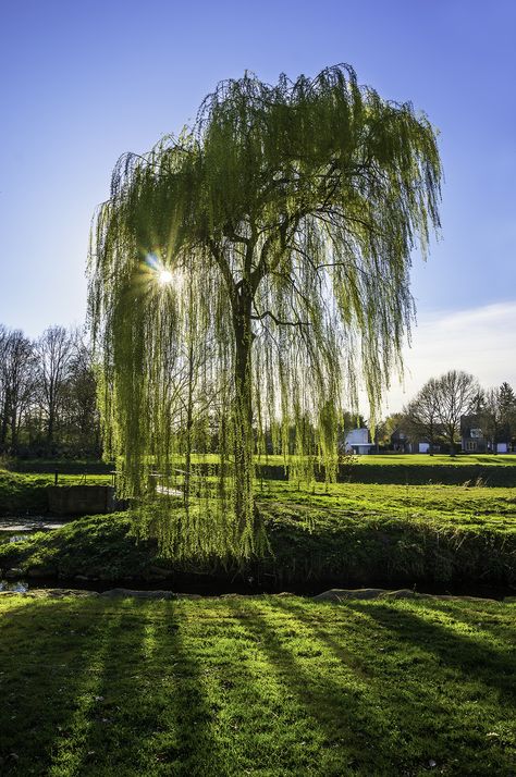 Willow Tree Tattoos, Weeping Willow Tree, Willow Grove, Willow Tree Figurines, Weeping Willow, Bonsai Garden, Deciduous Trees, Tree Drawing, Willow Tree