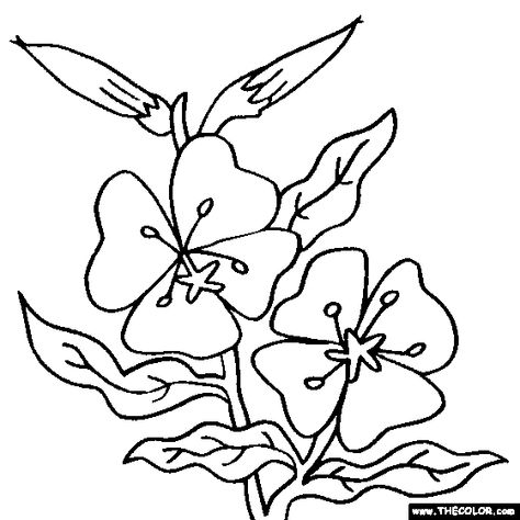 Evening Primrose, Oenothera, suncup sundrop flower Sundrop Flower, Flowers Coloring Pages, Flower Stencils, Flowers Coloring, Cartoon Flowers, Flower Stencil, Online Coloring Pages, Giant Flowers, Cartoon Coloring Pages