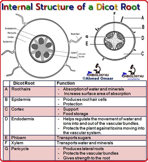 Ombiology4u Diagram Practices Parts and functions of a dicot root. Biology diagram practices. Ahmed Omaar biology teacher. Biological Diagram, Biology Diagrams, Learn Biology, Biology Teacher, Nursing School Notes, Learning Science, School Notes, Nursing School, Biology