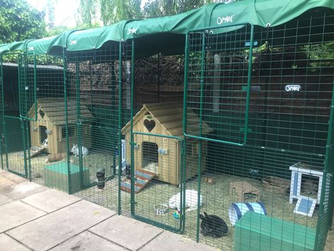 Giant Flemish Rabbit Cage, Flemish Giant Enclosure, Large Rabbit Enclosure, Giant Rabbit Enclosure, Large Outdoor Rabbit Enclosure, Rabbit Living Space, Outdoor Rabbit Enclosure Diy, Rabbit Run Ideas, Rabbit House Outdoor