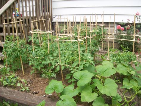 I have bamboo tomato cages in place for 30 tomato plants in the garden bed along the south side of my little farm house. Diy Bamboo, Garden Plant Supports, Tomato Trellis, Creative Planter, Home Greenhouse, Garden Vines, Bamboo Garden, Tomato Cages, Greenhouse Plans