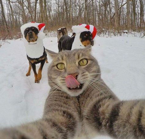 Start the season with these pictures of adorable animals enjoying their winter which shows they love winter just as much as us. Cat Selfie, Funny Animal Photos, Dog Selfie, Funny Cute Cats, Cute Kittens, Cats And Dogs, Silly Cats, Funny Animal Pictures