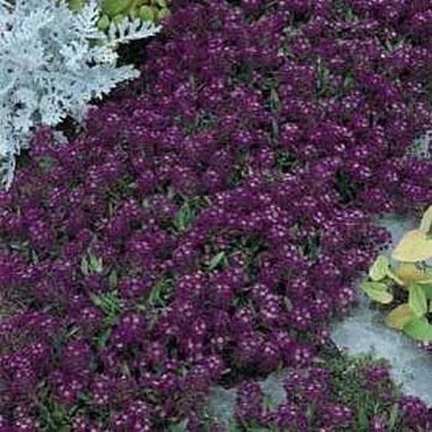 Alyssum Oriental Nights 200 Seeds each pack Groundcover Flowers, Ground Cover Seeds, Alyssum Flowers, Home Garden Plants, Ground Cover Plants, Annual Flowers, Violet Purple, Garden Stuff, Fragrant Flowers