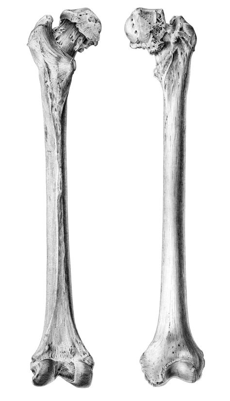 Femur Bone Drawing, Anatomy Drawing Bones, Human Bones Drawing, Femur Bone Anatomy, Bone Reference, Bones Drawing, Learn To Draw People, Bone Drawing, Femur Bone