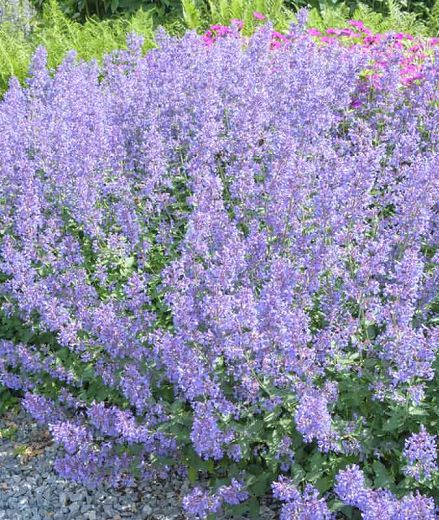 Nepeta Junior Walker, Junior Walker Catmint, Euphoria Plant, Cat Mint Plant, Virginia Gardening, Catmint Nepeta, Walkway Garden, September Flowers, Grafton Street