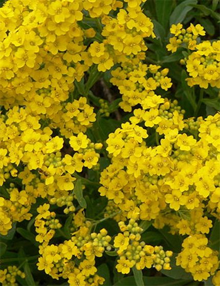 Growing Alyssum Low Yellow Flowers Basket Of Gold Dust Perennial Basket Of Gold Plant, Basket Of Gold Flower, Insect Garden, Alyssum Flowers, Ornamental Flower, Sweet Alyssum, Flowers Basket, Small Yellow Flowers, Garden Tables