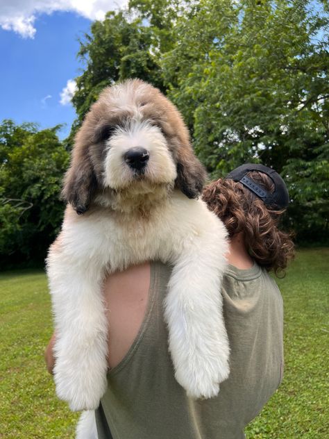 Saint Bernard Doodle, Saintberdoodle Puppies, Saint Bernedoodle, Saint Bernadoodle, Bernard Doodle, Bernie Doodle, Saint Bernard Poodle, Doodle Haircuts, Dog Bucket List