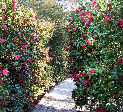 Camelia Garden, Camellia Garden, Hillside Garden, Dallas Arboretum, Camellia Flower, Better Homes And Garden, Pink Garden, Charming Garden, Garden Features