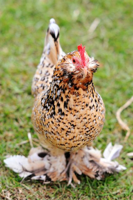 Chickens - Belgian d'Uccle  #loveyourchickens #bearded #BelgiandUccleChickens Chickens Backyard Breeds, Raising Turkeys, Pet Chicken, Bantam Chickens, Day Old Chicks, Fancy Chickens, Beautiful Chickens, Backyard Flocks, Hatching Eggs