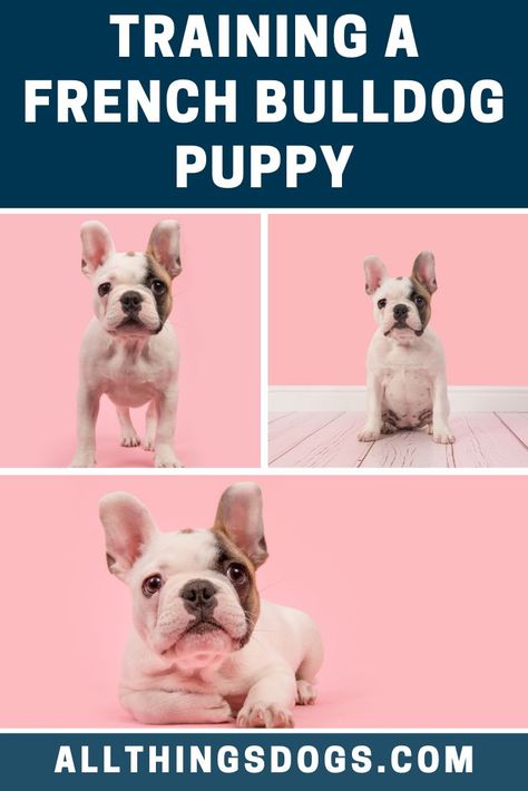 How To Care For A French Bulldog, How To Train A French Bulldog Puppy, French Bulldog Training Tips, French Bulldog Puppy Care, French Bulldog Care Tips, French Bulldog Full Grown, Puppy Training Guide, Bulldog Training, French Bulldog Breed