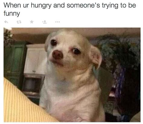 I have literally had to explain to someone that I would normally have laughed... but I need to eat. Makeup Memes, Memes Humor, School Humor, Dog Memes, Animal Memes, Bones Funny, Funny Posts, Best Dogs, A Dog