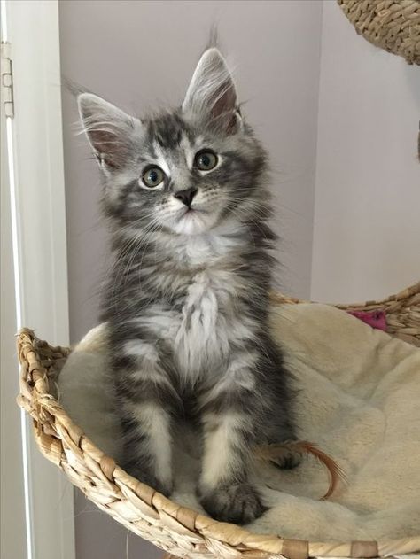 Silver Tabby Kitten, Giant Cats, Grey Tabby Kittens, Silver Tabby Cat, Mainecoon Cat, Persian Kitten, Small Joys, Grey Tabby, Angora Cats