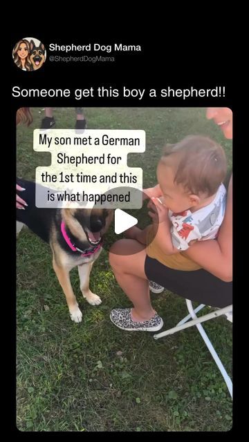 ShepherdDogMama on Instagram: "Should this boy have a German shepherd pup? 
@theceogoddess for video cred! Go follow her! I can’t even with these baby giggles 🥹🥰🐾 makes me think of my boy at this age💙 #gsd #germanshepherd #germanshepherdsofinstagram #germanshepherdpuppy #gsdpuppy #godmadeadog #dogsofinstagram #gsdlove #gsdlove #puppiesofinstagram #puppies #dogsandbabies" Mini German Shepherd, German Shepherd Videos, Baby German Shepherds, Gsd Puppies, This Boy, Dogs And Kids, Dog Mama, German Shepherd Puppies, My Boy