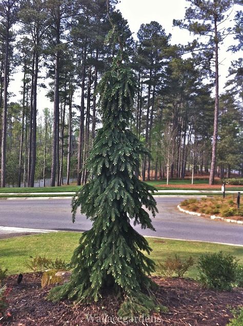 Droopy Pine Tree, Berm Ideas, Weeping Spruce, Shrub Landscaping, Backyard Corner, Conifer Garden, Art Deco Garden, Evergreen Landscape, Conifers Garden