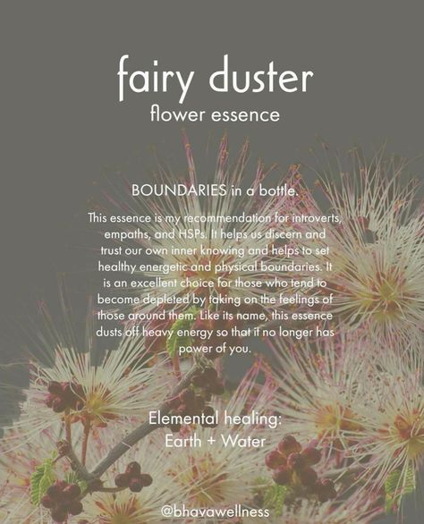 It seems that every Beltane ~ Spring’s in to Summer’s mid way point ~ I go through some big life change and so every year around this time, I come back to using this flower essence. 💕 Fairy Duster 🧚‍♀️ flower essence is expansive in energy, its gentleness helps us open 🌬️ new spaces within ourselves. Its softness 🧹 dusts away any lingering heaviness or stagnation. Fairy Duster is a supportive ally when it comes to slowing down, appreciating the stillness, and evoking fully conscious observ... Plant Medicine, Life Change, Flower Essences, Beltane, Healing Energy, Medicinal Plants, Do You Feel, Summer Flowers, The Land