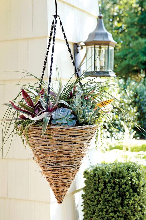 Fill a hanging basket with succulents for a heat-hardy container that can be moved around easily and quickly (which is good for anyone who changes their interior and exterior designs on the regular). #summergarden #containergardens #southernliving Hanging Basket Ideas, Oyster Plant, Heat Tolerant Plants, Hanging Plants Outdoor, Southern Living Plants, Container Garden Ideas, Lenten Rose, Hanging Gardens, Side Yards