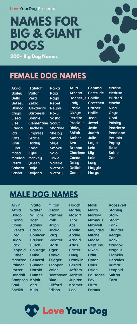 Not sure what to name your English Mastiff, Great Dane, Leonberger, Saint Bernard or other giant dog breed? Here are 200 great big dog names for pups that are larger than life! Big Dog Names, Female Giant, Cute Animal Names, Great Dog Names, Cute Puppy Names, Cute Pet Names, Dog Names Unique, Boy Dog Names, Female Dog Names