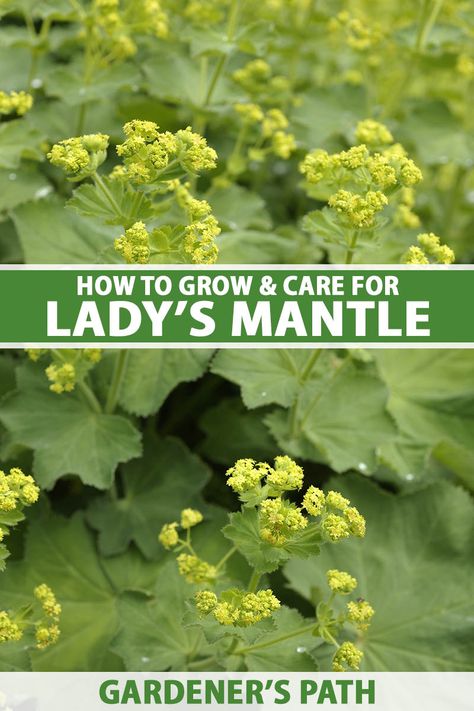 Ladies Mantle, Mantel Flowers, Alchemilla Mollis, Cut Flower Farm, Lady's Mantle, Low Water Gardening, Plants Uk, Annual Garden, Backyard Plants