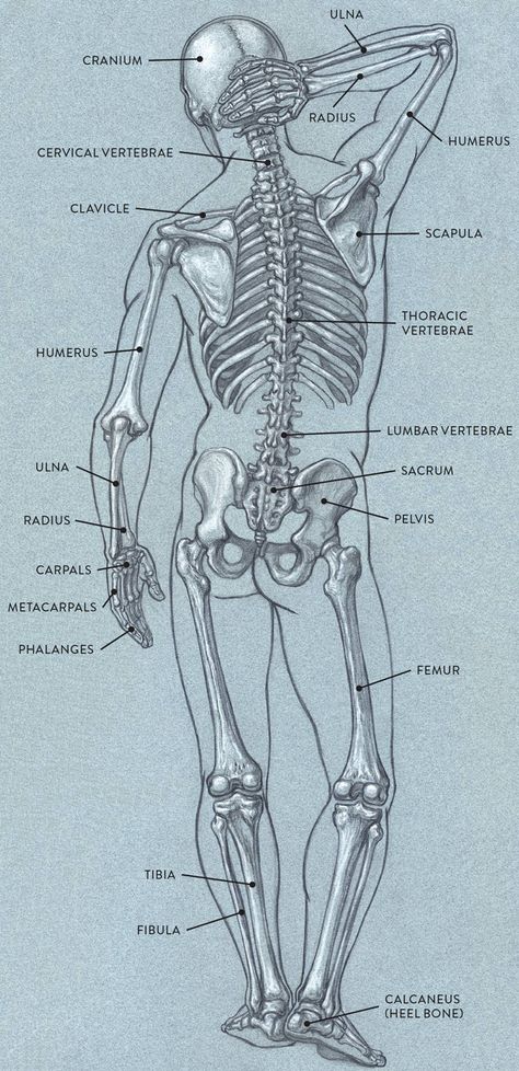 Human Skeleton Anatomy, Anatomy Bones, Skeleton Anatomy, Skeleton Drawings, Human Body Art, Human Body Anatomy, Human Anatomy Drawing, Human Skeleton, Human Anatomy Art