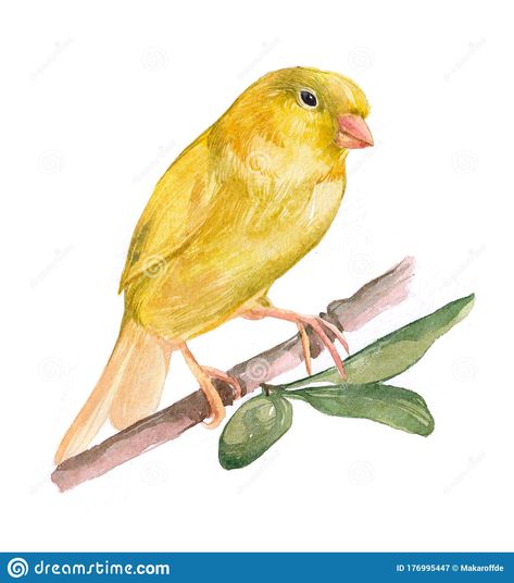 Canary Bird Drawing, Canary Drawing, Canary Tattoo, Canary Birds, Bird Drawing, Bird Aviary, Bird Drawings, Background Illustration, Watercolor Animals