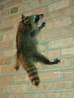 Cursed Raccoon Images, Raccoon Reaction Pic, Ugly Raccoon, Cursed Raccoon, Funny Raccoon Pictures, Scary Raccoon, Unhinged Raccoon, Emo Raccoon, Possum Pfp