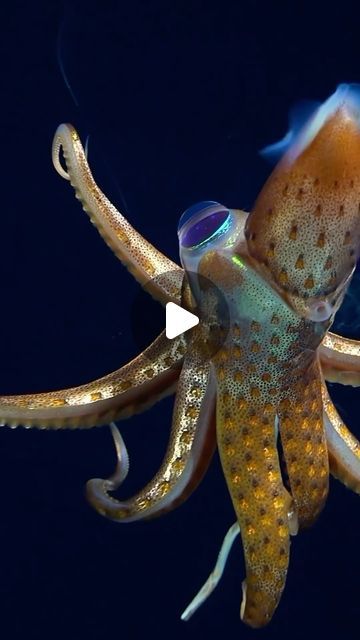 World’s Largest Octopus Fan Club 🐙 on Instagram: "Check out this “eye-conic” Squid! 😏 🎥: @schmidtocean 🦑⬇️ “You can’t look at one of these and not wonder what’s going on with them,” said visual ecologist Katie Thomas. (@katiethomaskt)   🕵️‍♀️🍓Dr. Katie went into Sherlock Holmes mode when she first set eyes on this squid!  She binged watched 30 years of underwater videos @mbari_news collected which documented over 150 sightings of this squid & after close inspection, she noticed something really cool  This glittery deep-sea squid floats with its head down & fins up, sporting an enormous yellow eye that faces the water’s surface & a smaller eye directed toward the sea floor  Here’s why:  In the deep sea, it’s dark, almost like permanent nighttime! The big eye helps the squid catch even