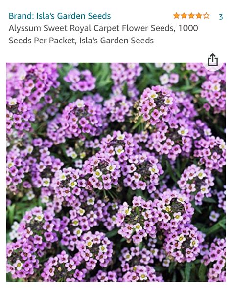 Sweet Allysum, Tiny Yard, Pocket Garden, The Secret (book), Bee Garden, Little Garden, Flower Seeds, Something Beautiful, Garden Seeds