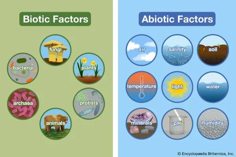 Factors Worksheet, Biotic And Abiotic Factors, Biotic And Abiotic, Abiotic Factors, Living And Nonliving Things, Olympic Games For Kids, Agricultural Engineering, Living And Nonliving, Social Skills For Kids