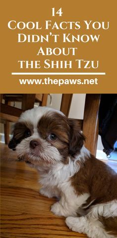 Shih Tzu Facts, Shih Tzu Cute Haircut, Puppy Cut Shih Tzu, Shihtzu Haircut, Shih Tzu Teddy Bear Haircut, Shi Tzu Dog, Cute Shih Tzu Puppies, Grooming Shih Tzu, Shih Tzu Haircuts Grooming