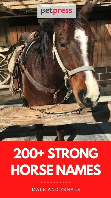 The strong horse names in this list will inspire your imagination and give you ideas for naming strong, tough, or powerful horses. Horse Show Names, Horses Names, Best Horse Names, Weird Names, Strongest Animal, Son Of Zeus, Hobby Horses, Big Horses, Winged Horse