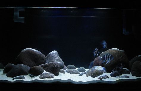 River Rock Aquarium | Cichlid-Forum • type of rock for a tanganyikan setup Rock Aquarium, African Cichlid Aquarium, Coral Aquarium, Goldfish Aquarium, Biotope Aquarium, Cichlid Aquarium, Fish Aquarium Decorations, Aquarium Sand, Fish Tank Themes