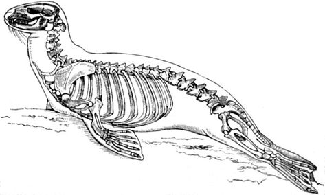 Seal skeleton reference. A drawing of a seal's skeleton inside the body. Skeleton Reference, Sculpting Reference, Figure Sculpting, Skeleton Drawings, Animal Skeletons, Skeleton Tattoos, Animal Drawings Sketches, Science Illustration, Animal Science