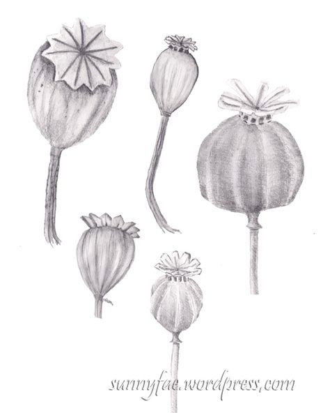 Line Drawing Poppy, Poppy Seed Pods, Poppy Pods, Poppy Drawing, Fuchsia Flowers, Pink Poppies, Spring Bulbs, Watercolor Sketch, Quick Sketch