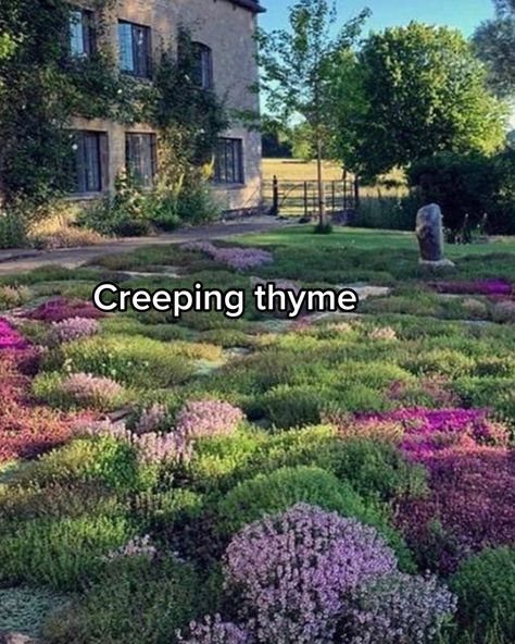 Moss Lawn, Grass Alternative, Creeping Thyme, Lawn Alternatives, Eco Garden, Cottage Garden Design, Garden Design Plans, Pretty Plants, My Future