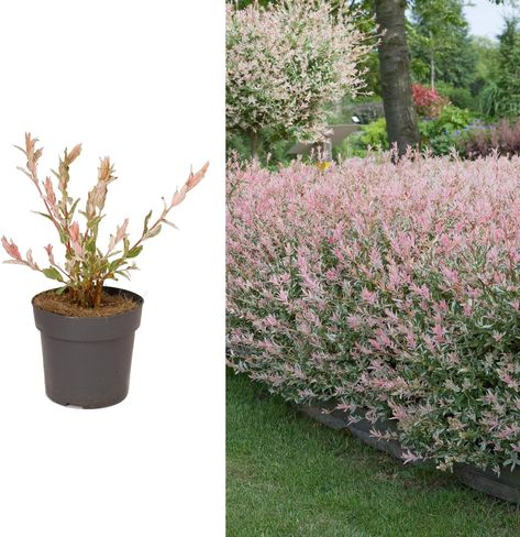 Salix Hakuro Nishiki Flamingo Tree in a 14cm Pot - Amazing Foliage Colour (1 Plant) Salix Flamingo Tree Border, Salix Flamingo Tree, Flamingo Tree, Hakuro Nishiki, Rhododendron Plant, Rhubarb Plants, Raspberry Plants, Biennial Plants, Hedging Plants