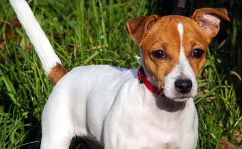 Le Jack Russell Type Of Dogs, Chien Jack Russel, Jack Terrier, Jack Russell Mix, Pet Shed, Jack Russell Terrier Puppies, Gifts For Animal Lovers, Best Dogs For Families, Lover Jewelry