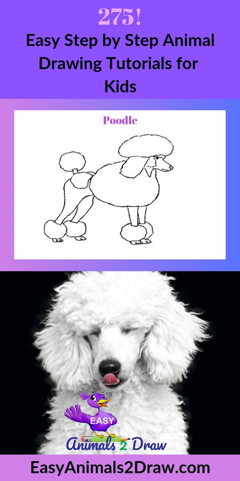 Learn how to draw an amazing Poodle dog with this easy and inspirational step-by-step drawing tutorial for kids of all ages! Start by drawing the head of the dog. Draw a curved line in graphite pencil.......#how to draw a dog #how to draw animals#drawing #nature #drawing tutorials #drawing dogs step by step#drawing guides Dog Draw, Simple Face Drawing, Dog Drawing Tutorial, Drawing Dogs, Dog Drawings, Drawing Nature, Animals Drawing, Animal Doctor, Drawing Guides