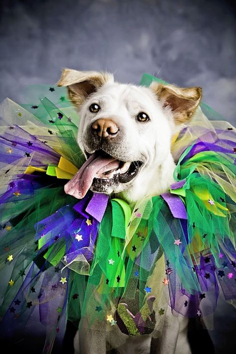 Dog Mardi Gras Costume, Mardi Gras Dog, Dog Photoshoot Pet Photography, Mardi Gras Party Decorations, Mardi Gras Centerpieces, Pet Parade, Dog Tutu, Mardi Gras Outfits, Diy Dog Collar