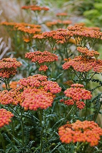 Yarrow Plant, Zone 8b, Yarrow Flower, Drought Tolerant Perennials, Achillea Millefolium, Flowers Yellow, Plant Combinations, Flowers Perennials, Colorful Garden