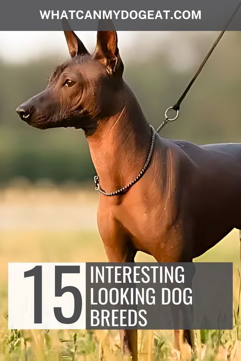 These are the most interesting looking dog breeds that seem like they came straight out of a storybook. From hairless beauties to pups with natural dreadlocks, these dogs will make you do a double take. Check out these 15 unique breeds that are anything but ordinary and always grab attention with their striking looks. Norwegian Lundehund, Mexican Hairless Dog, Thai Ridgeback, Natural Dreadlocks, Unique Dog Breeds, Pharaoh Hound, Hairless Dog, Chinese Crested Dog, Catahoula Leopard